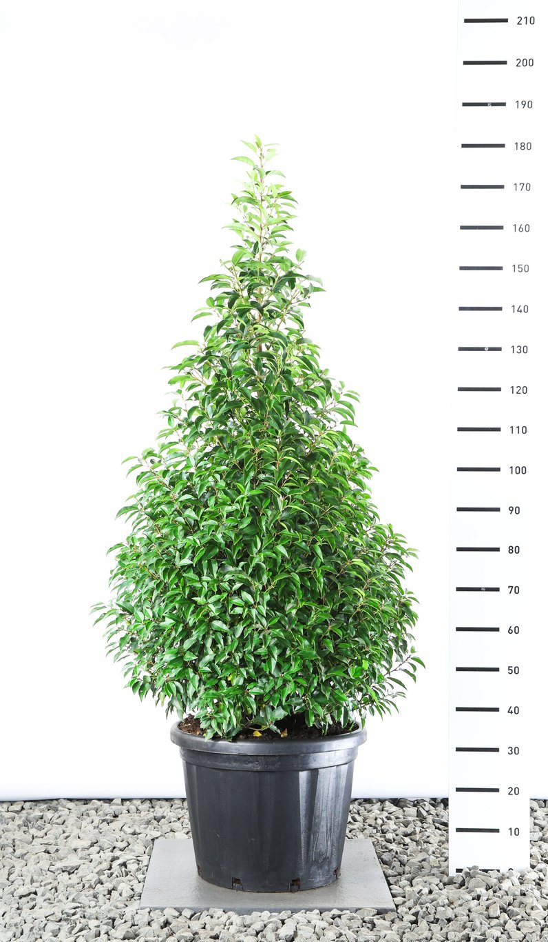 Prunus lus. 'Angustifolia' - 150-175 CM Piramide Cont.